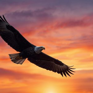 Soaring Eagle